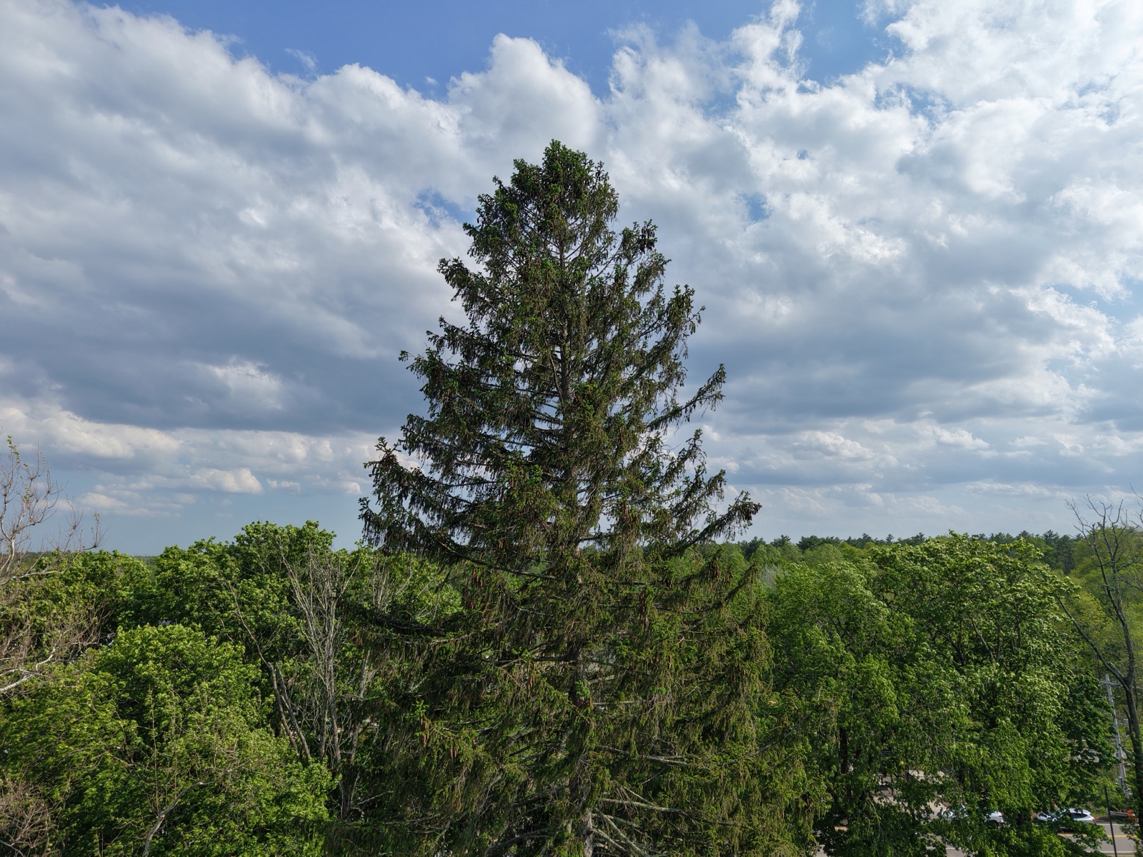 The Norway Spruce planted by the Outlook Club in 1932 to mark the bicentennial of George Washington's birth, towering above the surrounding trees
